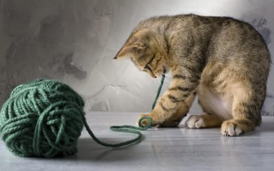 Cat playing with yarn