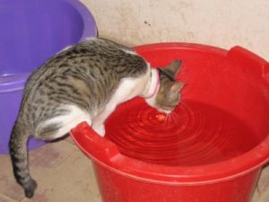 Grey and white caat drinking from large bucket