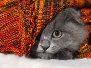 Grey cat peering out from under blanket