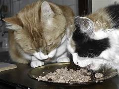 2 cats eating