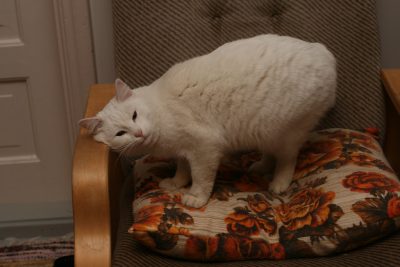 White cat rubbing against chair