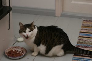 Dark tiger cat eating
