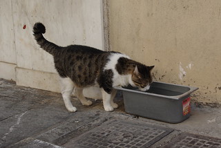 dark and white cat drinking from large container