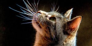 Cat's head with whiskers prominent
