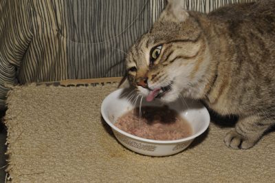 Cat chewing food