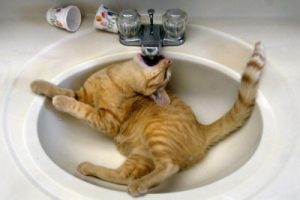 Orange cat lying in basin, entire faucet in mouth