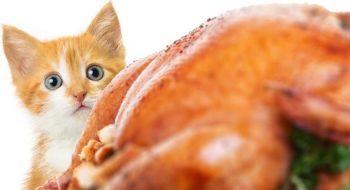 Orange kitten looking at cooked turkey