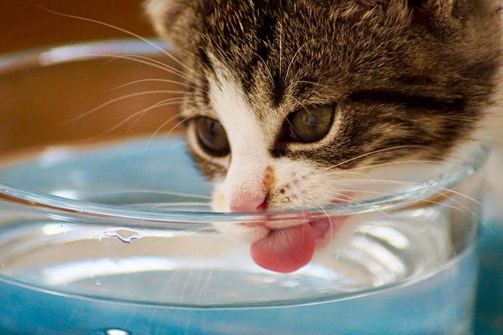 Cat lapping water from a bowl