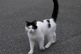 white cat, black spots, strolling, tail up