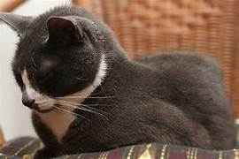 Tuxedo cat, resting