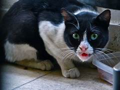 black and white cat, hunkered down