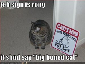 Fat cat protesting sign