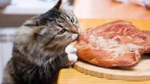 Cat stealing meat from table