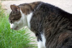 Dark tiger cat eating grass