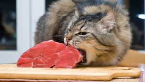Cat biting meat on cutting board