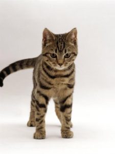 Small striped cat, tail lashing