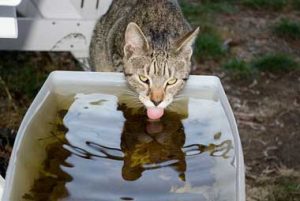 Cat drinking from wide container