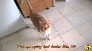 Orange and white cat, tail quivering