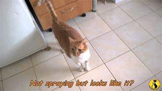 Orange and white cat, tail quivering