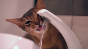 Abyssinian cat drinking from faucet