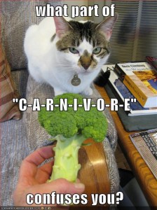 White cat being offered broccoli