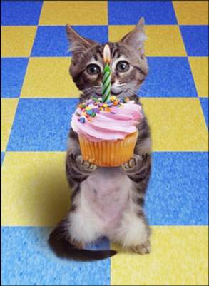 cat with cupcake, one candle