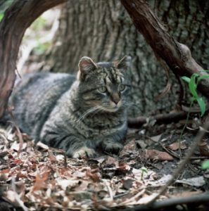Feral tiger cat