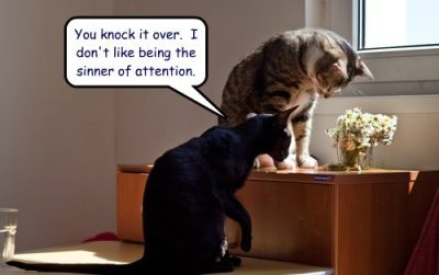 Two cats, discussing knocking object off desk