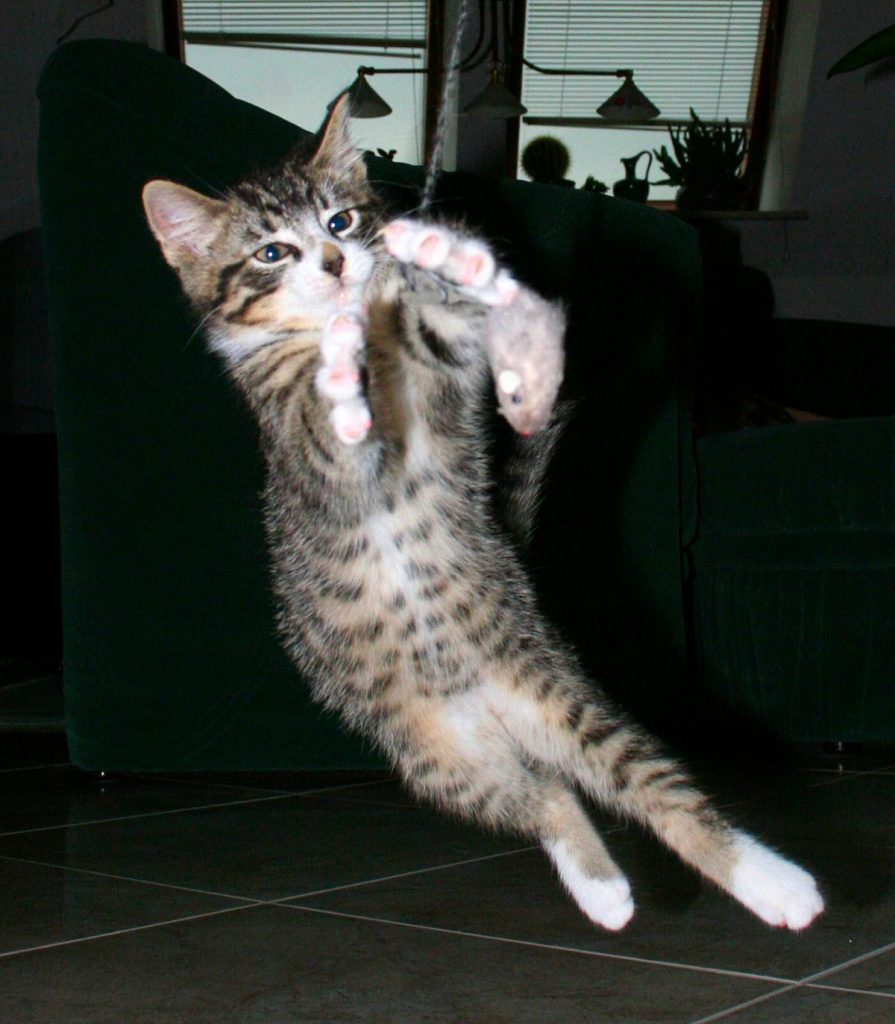 Cat playing with feather toy