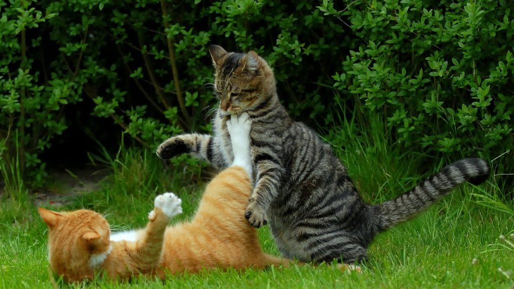 Two cats playing