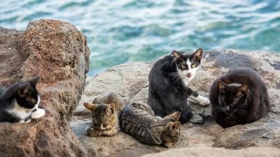 Feral cats by the sea