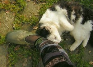 Cat rubbing against foot