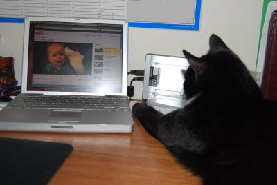 Cat watching video