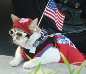 Cat in costume, carrying flag