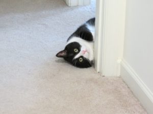 Cat peering around corner of door