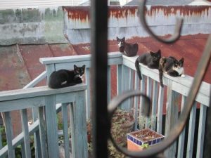 Black feral cats in New Orleans