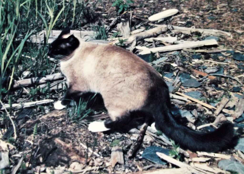 My semi-feral Siamese, Lou