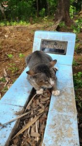 Cat lying on owner's grave