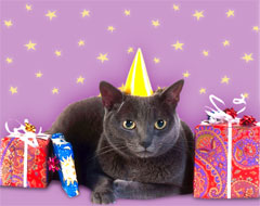 Grey cat, hat and presents