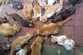 Group of strays and ferals being fed