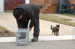Trapping a stray cat