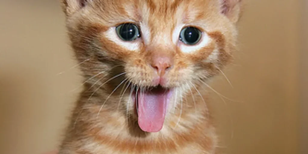 Cute orange kitten sticking out tongue