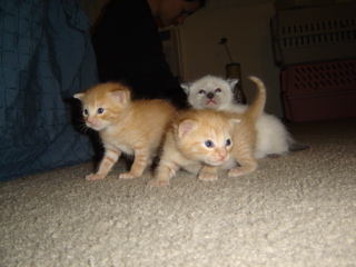 Three feral kittens