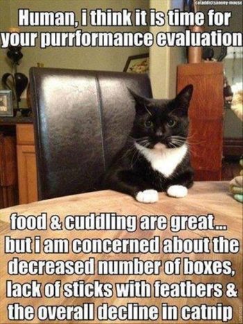 cat giving performance evaluation