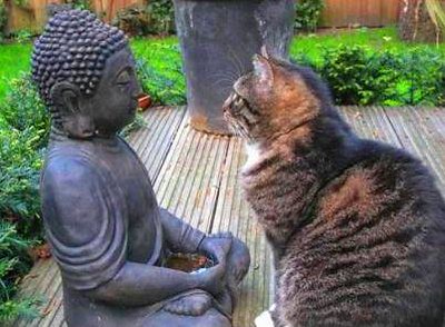Tiger cat looking at Buddha statue