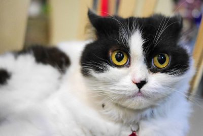 Black and white anxious cat