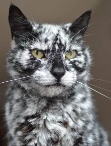Marbled black and white cat