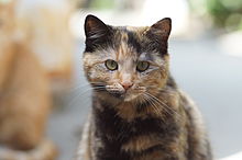 tortoiseshell shorthair cat