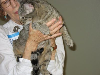 Grey tiger cat held by shelter staff member