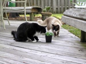 Cats sniffing catnip plant in pot